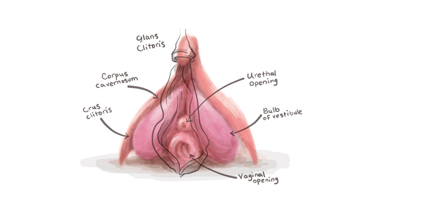 Things You Never Knew About Your Clit